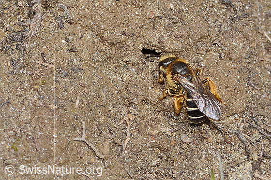 Photo: Halictus rubicundus. Length 10mm. Female. View from the top side.