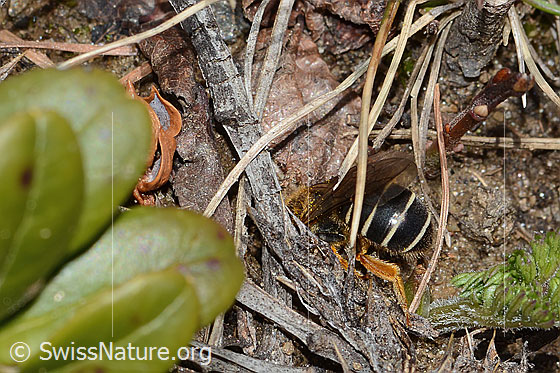 Photo: Halictus rubicundus. Length 10mm. Female. Abdomen of the bee. View from the side.