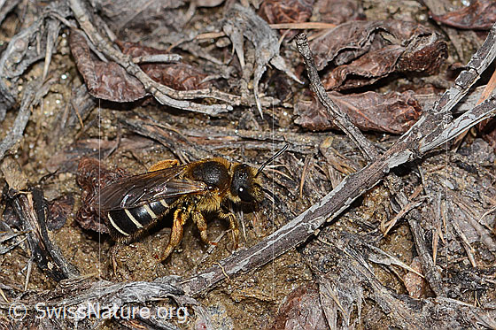 Photo: Halictus rubicundus. Length 10mm. Female. View from the side.