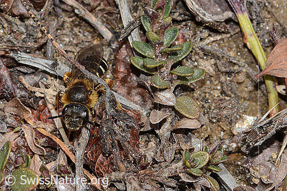 Photo: Halictus rubicundus. Length 10mm. Female. View from the front.