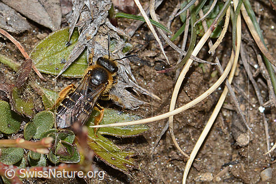 Foto: Rotbeinige Furchenbiene (Halictus rubicundus). Länge 10mm. Weibchen. Ansicht von oben.