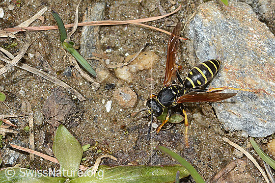 Berg-Feldwespe (Polistes biglumis)