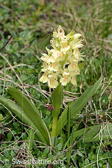 Photo: Dactylorhiza sambucina. Whole plant (habiti). Yellow specimen.