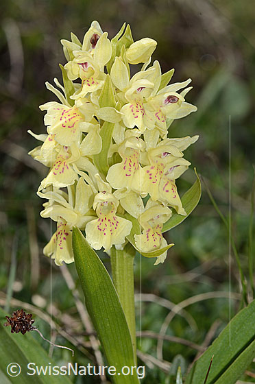 Photo: Dactylorhiza sambucina. Blüttenstand. Yellow specimen.