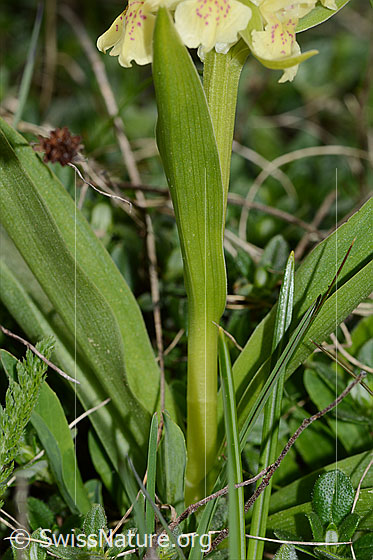 Photo: Dactylorhiza sambucina. Stem leaf and stem.