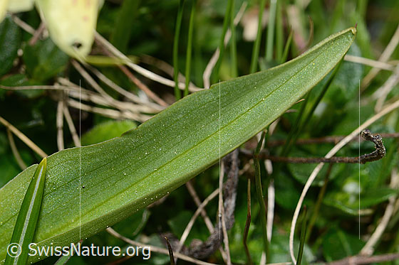 Photo: Dactylorhiza sambucina. Leaf. Leaf top.