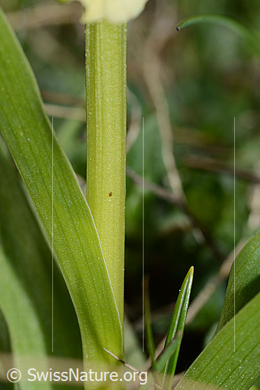 Photo: Dactylorhiza sambucina. Stem.