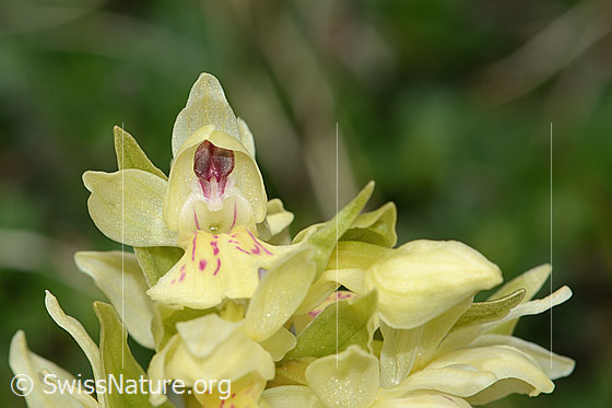 Photo: Dactylorhiza sambucina. Blossom. View from the front. Yellow specimen.