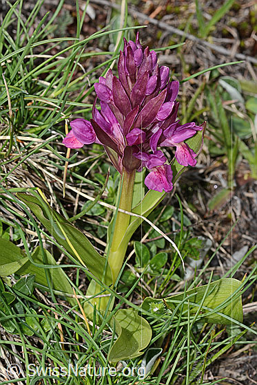 Photo: Dactylorhiza sambucina. Whole plant (habiti). Red specimen.