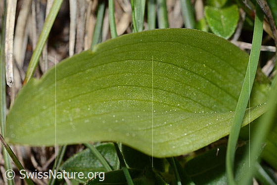 Photo: Dactylorhiza sambucina. Leaf top.
