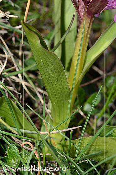 Photo: Dactylorhiza sambucina. Leaf underside and stem.