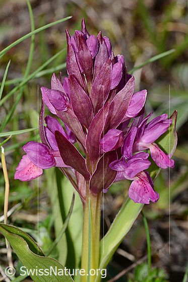 Photo: Dactylorhiza sambucina. Inflorescence. Red specimen.
