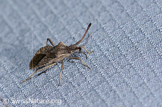 Foto: Coriomeris denticulatus (Randwanze). Länge 9mm. Ansicht von schräg vorne.