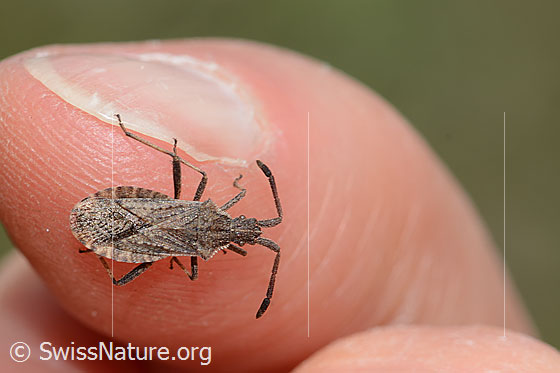 Foto: Coriomeris denticulatus (Randwanze). Länge 9mm. Ansicht von oben.