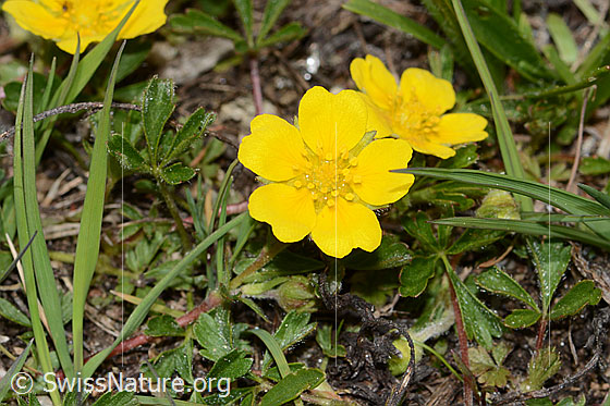 Grauflaumiges Fingerkraut (Potentilla pusilla)