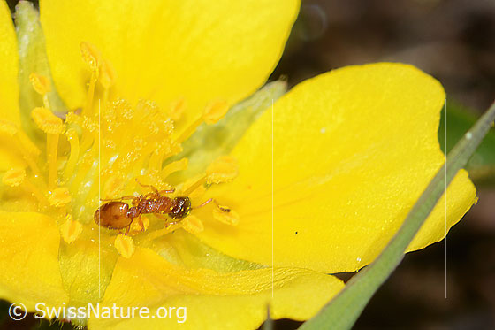 Foto: Wahrscheinlich Temnothorax albipennis (Knotenameise) auf Grauflaumigem Fingerkraut (Potentilla pusilla). Länge 2.4 - 3mm. Ansicht von oben.