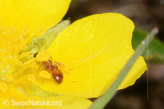 Foto: Wahrscheinlich Temnothorax albipennis (Knotenameise) auf Grauflaumigem Fingerkraut (Potentilla pusilla). Länge 2.4 - 3mm.