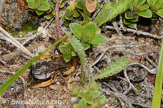 Photo: Halictus rubicundus. Length 10mm. Female. View from diagonally above.