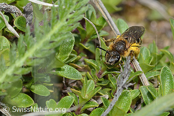 Photo: Halictus rubicundus. Length 10mm. Female. View from the front.