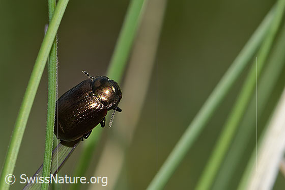 Foto: Wahrscheinlich Brauner Blattkäfer (Chrysolina oricalcia). Länge 9mm. Wird auch Wiesenkerbel-Blattkäfer und Chrysomela orichalcea genannt. Ansicht von der Seite.