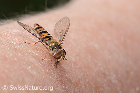 Foto: Hainschwebfliege (Episyrphus balteatus). Ansicht von schräg vorne.