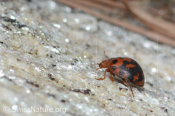 Vierundzwanzigpunkt-Marienkäfer (Subcoccinella vigintiquatuorpunctata)