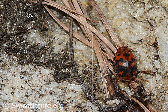 Foto: Vierundzwanzigpunkt-Marienkäfer (Subcoccinella vigintiquatuorpunctata). Länge 5mm. Ansicht von oben.