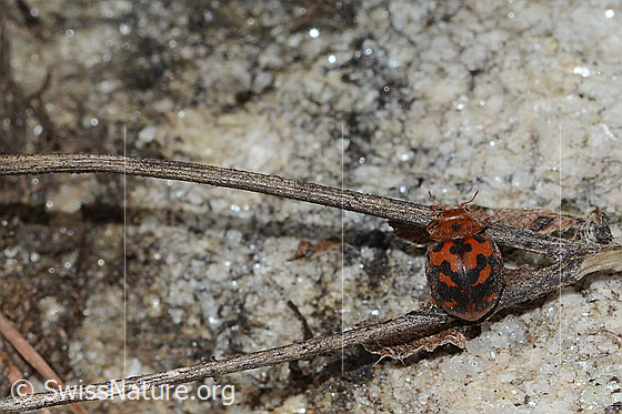 Foto: Vierundzwanzigpunkt-Marienkäfer (Subcoccinella vigintiquatuorpunctata). Länge 5mm. Ansicht von oben.