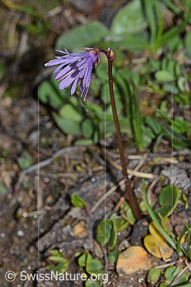 Foto: Grosses Alpenglöckchen (Soldanella alpina). Ganze Pflanze (Habitus). Ansicht von der Seite.
