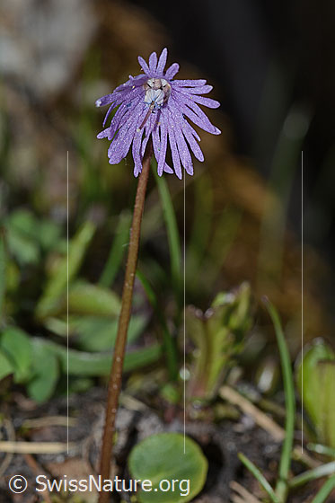 Foto: Grosses Alpenglöckchen (Soldanella alpina). Ganze Pflanze (Habitus). Ansicht von vorne.
