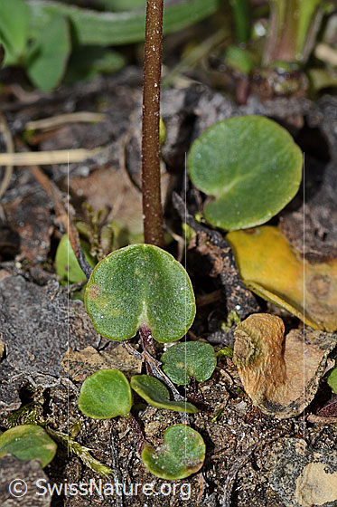 Photo: Soldanella alpina. Leaves and stem.