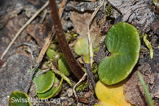 Photo: Soldanella alpina. Leaves and stem.