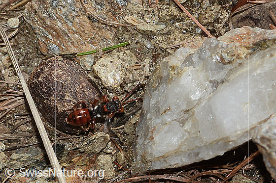 Foto: Wahrscheinlich Ähnliche Wespenbiene (Nomada similis). Länge 10mm. Ansicht von oben.