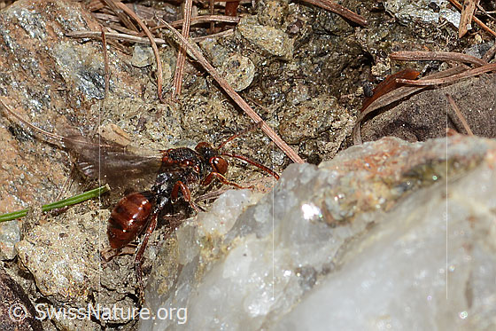 Ähnliche Wespenbiene (Nomada similis)