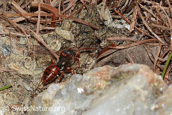 Foto: Wahrscheinlich Ähnliche Wespenbiene (Nomada similis). Länge 10mm. Ansicht von schräg hinten.