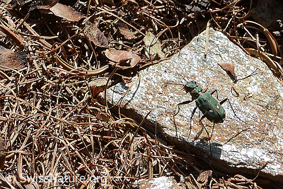 Photo: Cicindela campestris. View from the side above.