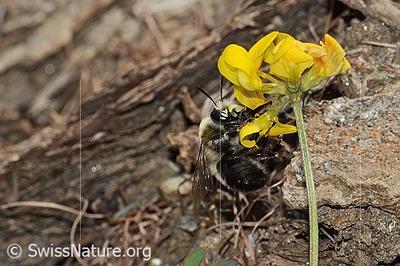 Foto: Gebänderte Pelzbiene (Anthophora aestivalis) an Schopfigem Hufeisenklee (Hippocrepis comosa). Länge 15mm. Männchen. Die Biene saugt mit ihrem langen Rüssel Nektar. Ansicht von der Seite.