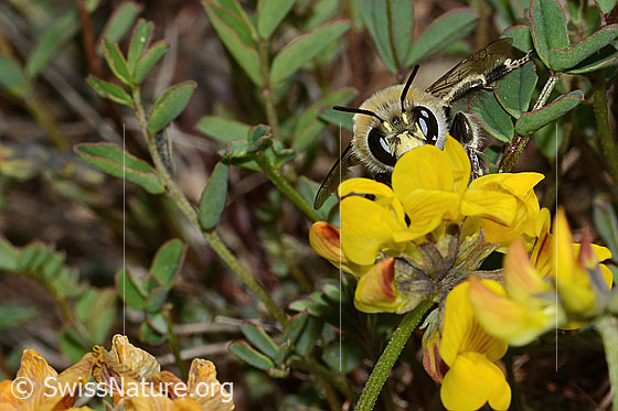 Foto: Gebänderte Pelzbiene (Anthophora aestivalis) an Schopfigem Hufeisenklee (Hippocrepis comosa). Länge 15mm. Männchen. Ansicht von vorne.
