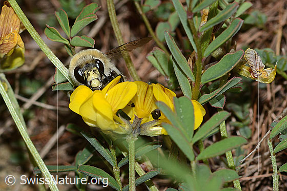 Foto: Gebänderte Pelzbiene (Anthophora aestivalis) an Schopfigem Hufeisenklee (Hippocrepis comosa). Länge 15mm. Männchen. Ansicht von vorne.