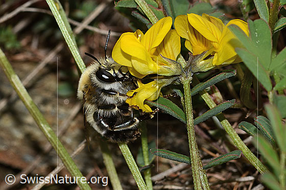 Photo: Anthophora aestivalis on Hippocrepis comosa. Length 15mm. Male. View from the side.