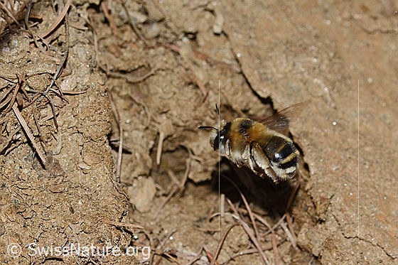 Foto: Gebänderte Pelzbiene (Anthophora aestivalis). Länge 14mm. Weibchen. Im Flug.