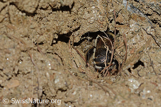 Photo: Anthophora aestivalis. Length 14mm. Female. View from behind. The bee is working at the entrance to a brood cave.