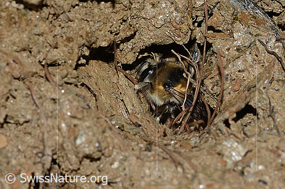Photo: Anthophora aestivalis. Length 14mm. Female. View from the side. The bee is working at the entrance to a brood cave.