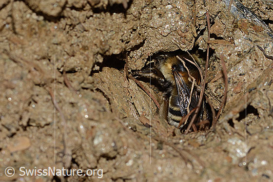 Photo: Anthophora aestivalis. Length 14mm. Female. View diagonally from behind. The bee is working at the entrance to a brood cave.
