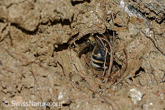 Foto: Gebänderte Pelzbiene (Anthophora aestivalis). Länge 14mm. Weibchen. Ansicht von hinten. Die Biene arbeitet am Eingang einer Bruthöhle.