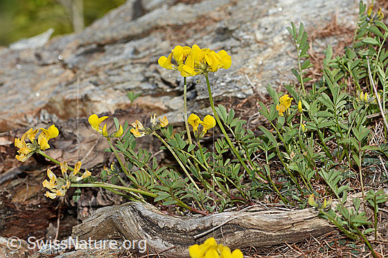 Foto: Schopfiger Hufeisenklee (Hippocrepis comosa). Ganze Pflanze (Habitus).