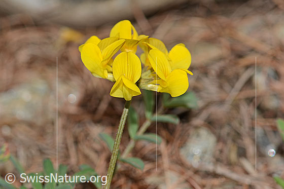 Foto: Schopfiger Hufeisenklee (Hippocrepis comosa). Stängel und Blütenstand.