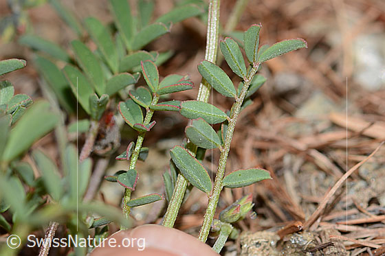 Foto: Schopfiger Hufeisenklee (Hippocrepis comosa). Blattunterseite.