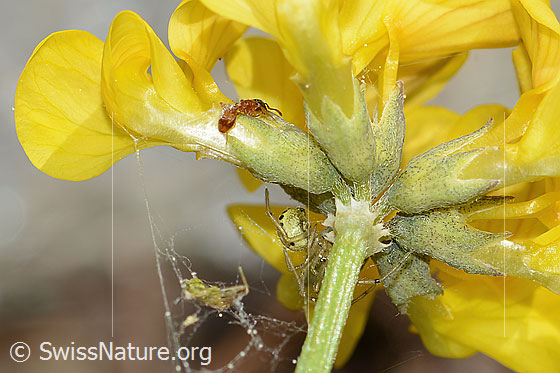 Photo: Probably Temnothorax albipennis on Hippocrepis comosa. Length 2.5mm. View from side back.