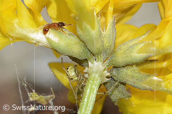 Temnothorax albipennis (Knotenameise) auf Schopfigem Hufeisenklee (Hippocrepis comosa)